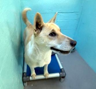 Luna, a ADOPTABLE Mixed Breed in Flagstaff, AZ image 3/3