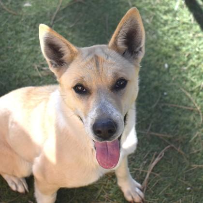 Luna, a ADOPTABLE Mixed Breed in Flagstaff, AZ image 2/3