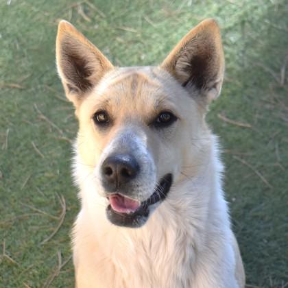 Luna, ADOPTABLE, Adult Female Mixed Breed.