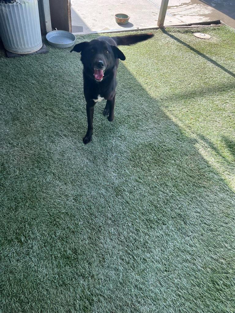 Duke, Adoptable, Adult Male Labrador Retriever & Border Collie.