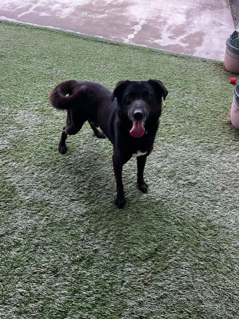 Enlarge Duke, a Adoptable mixed breed in Newman, CA image 2/2