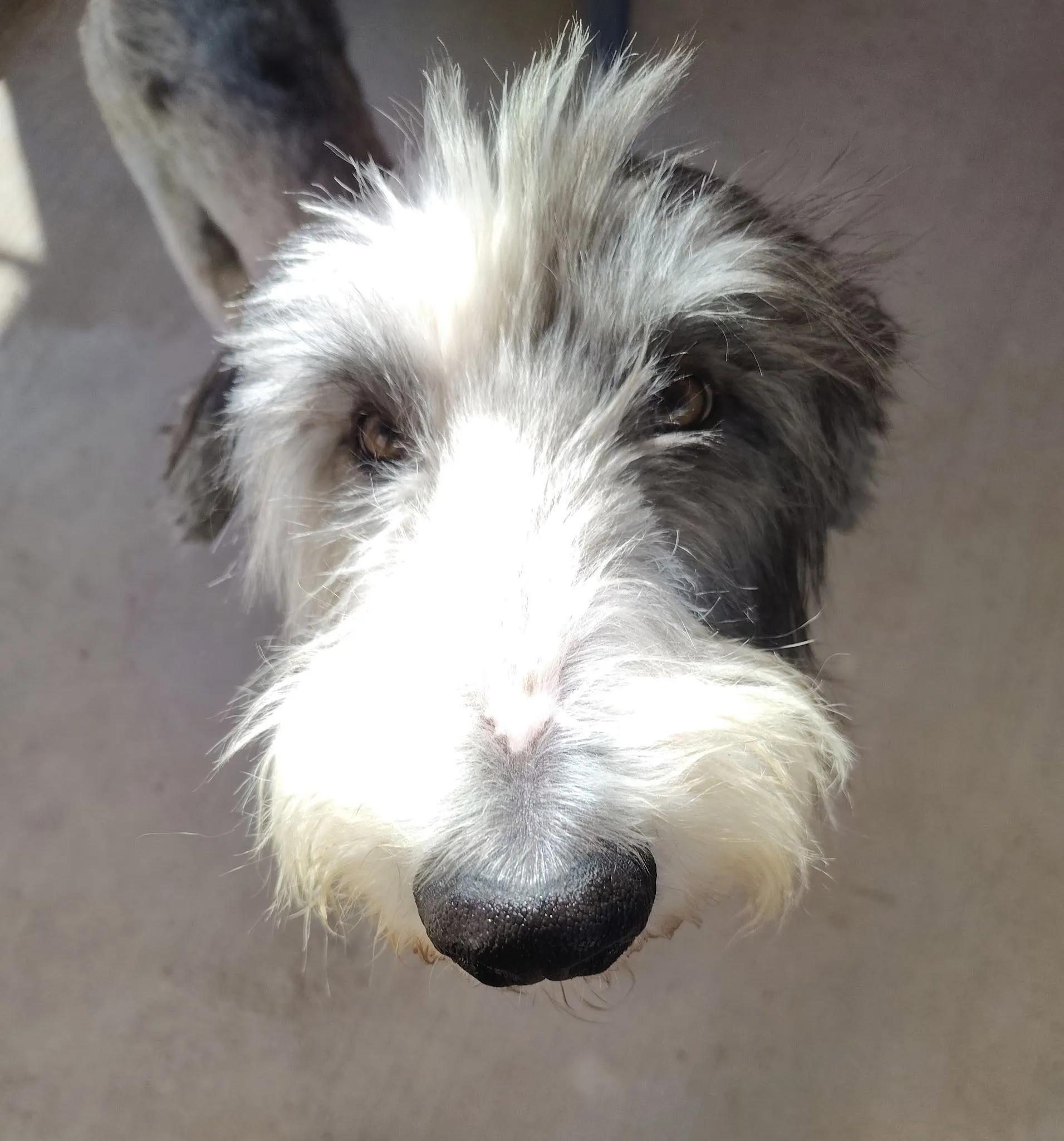Enlarge Dumbo & his BFF, Timothy, a ADOPTABLE Old English Sheepdog in Yukon, OK image 3/5