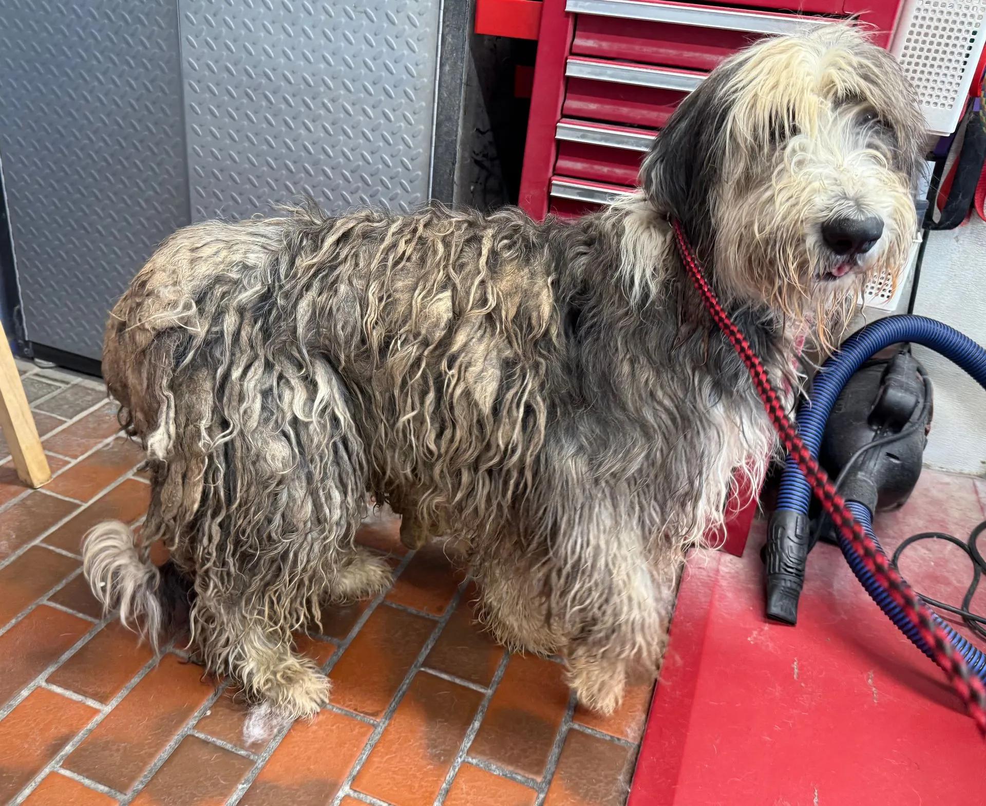 Enlarge Dumbo & his BFF, Timothy, a ADOPTABLE Old English Sheepdog in Yukon, OK image 2/5