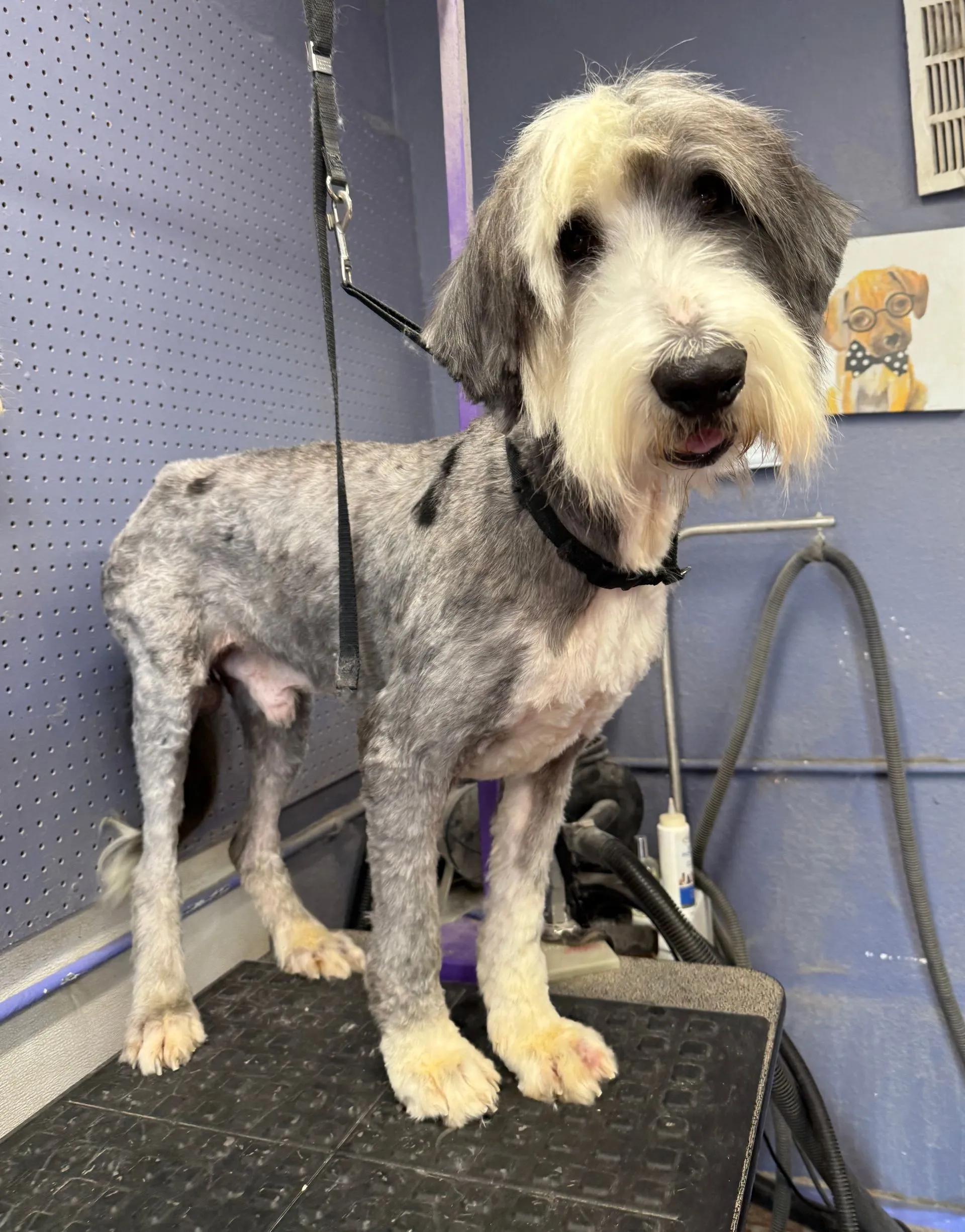 Enlarge Dumbo & his BFF, Timothy, a ADOPTABLE Old English Sheepdog in Yukon, OK image 4/5