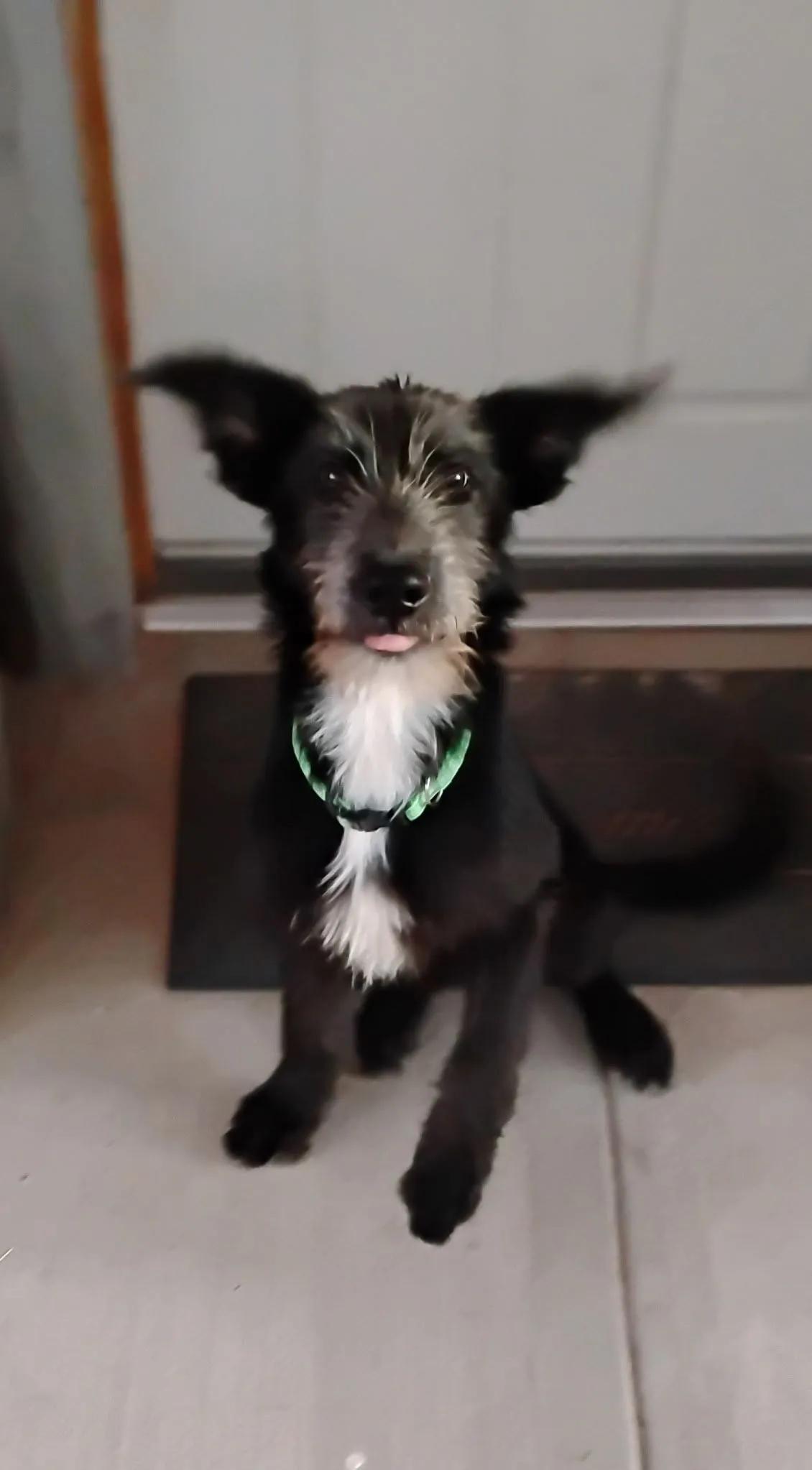 Enlarge Dumbo & his BFF, Timothy, a ADOPTABLE Old English Sheepdog in Yukon, OK image 5/5