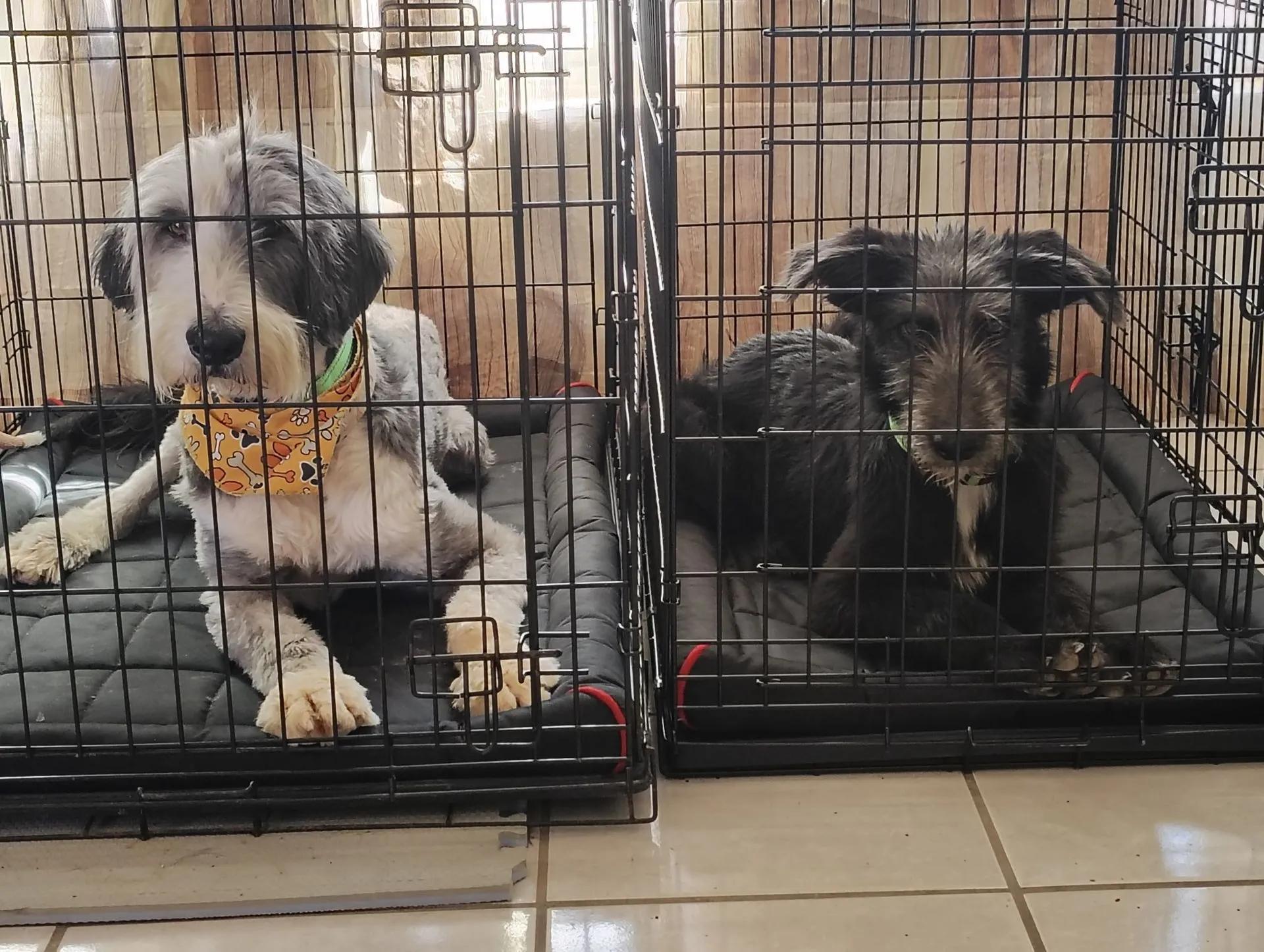 Enlarge Dumbo & his BFF, Timothy, a ADOPTABLE Old English Sheepdog in Yukon, OK image 1/5