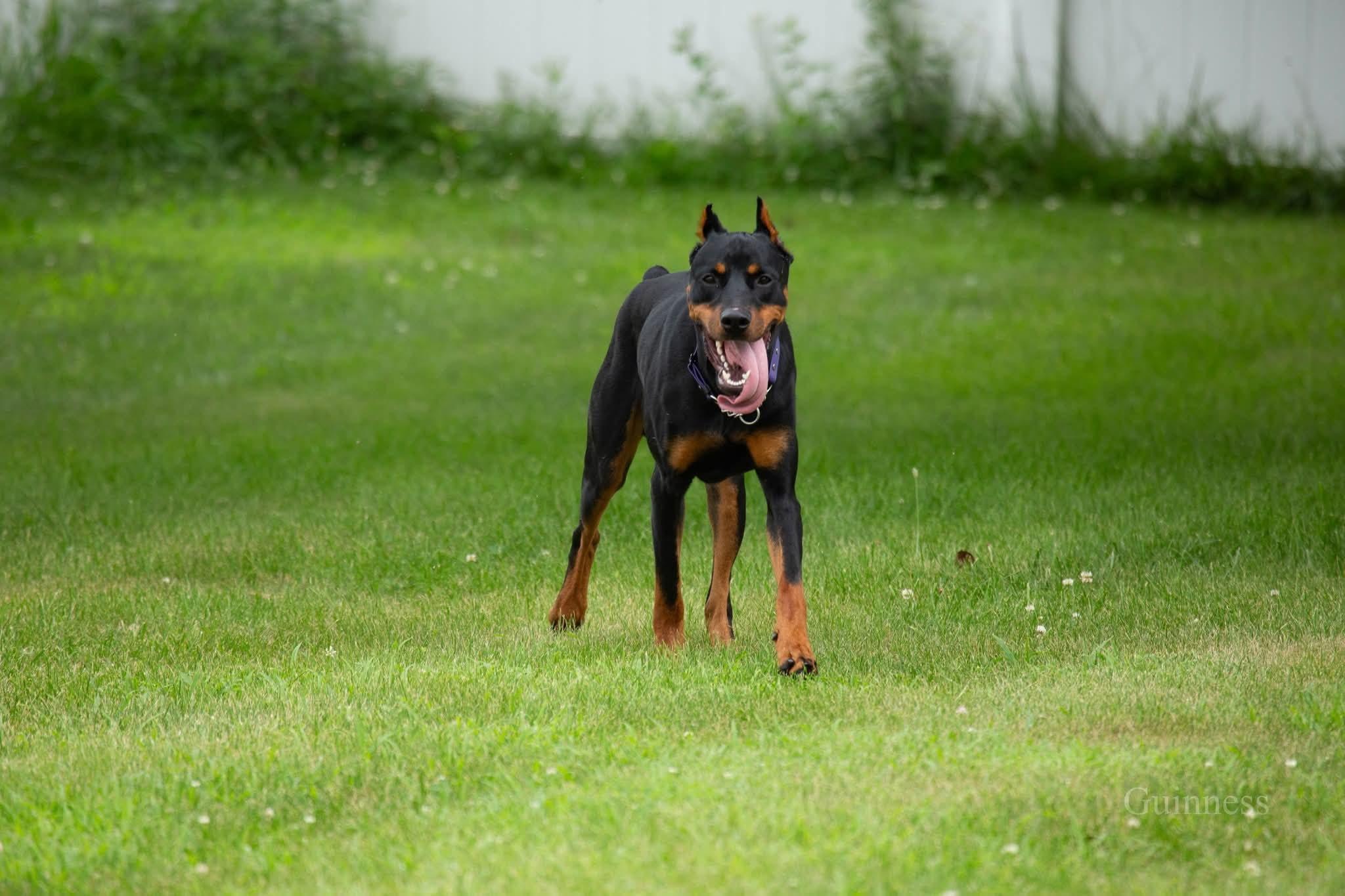 Enlarge Guinness, a ADOPTABLE Doberman Pinscher in Louisville, KY image 3/5