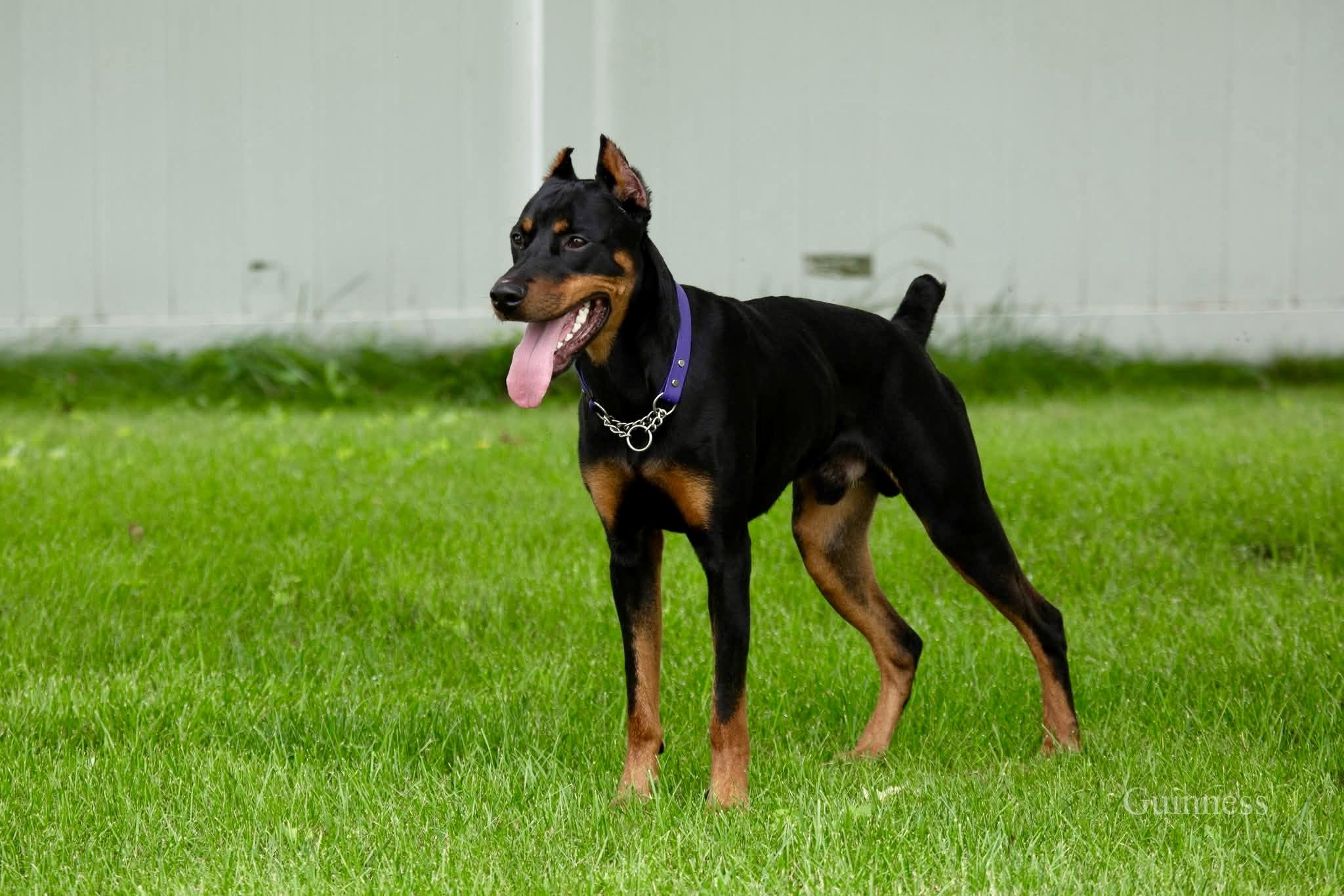 Guinness, ADOPTABLE, Adult Male Doberman Pinscher.