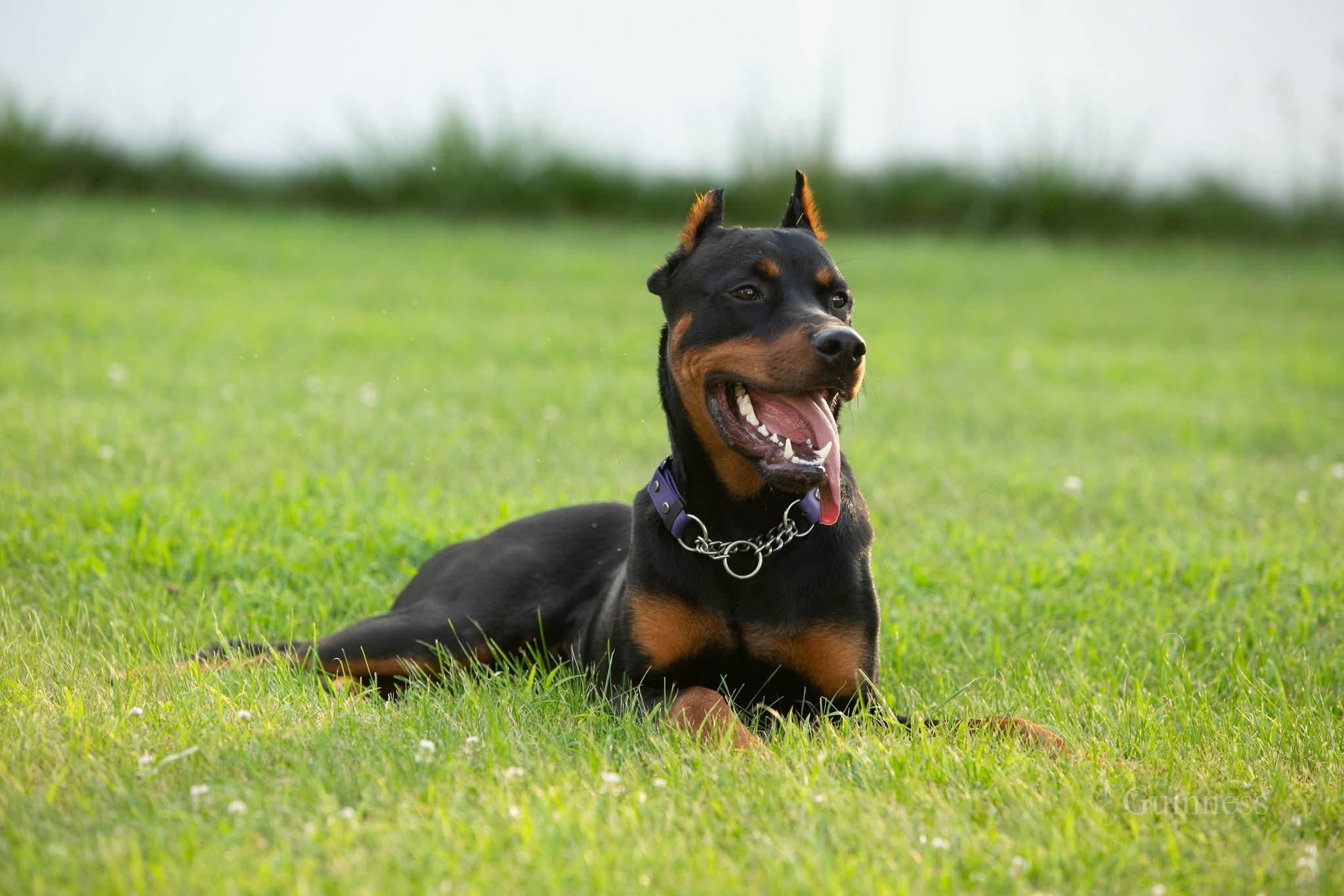 Enlarge Guinness, a ADOPTABLE Doberman Pinscher in Louisville, KY image 2/5