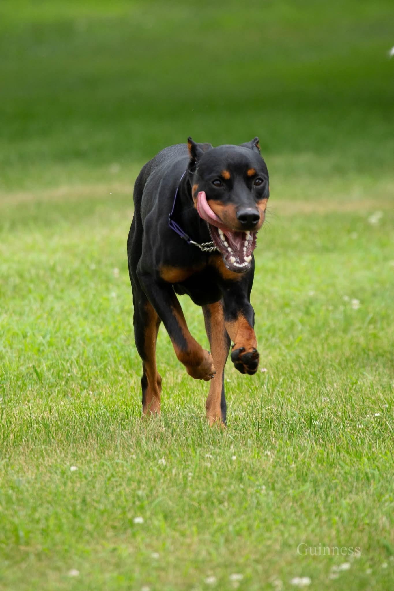 Enlarge Guinness, a ADOPTABLE Doberman Pinscher in Louisville, KY image 5/5