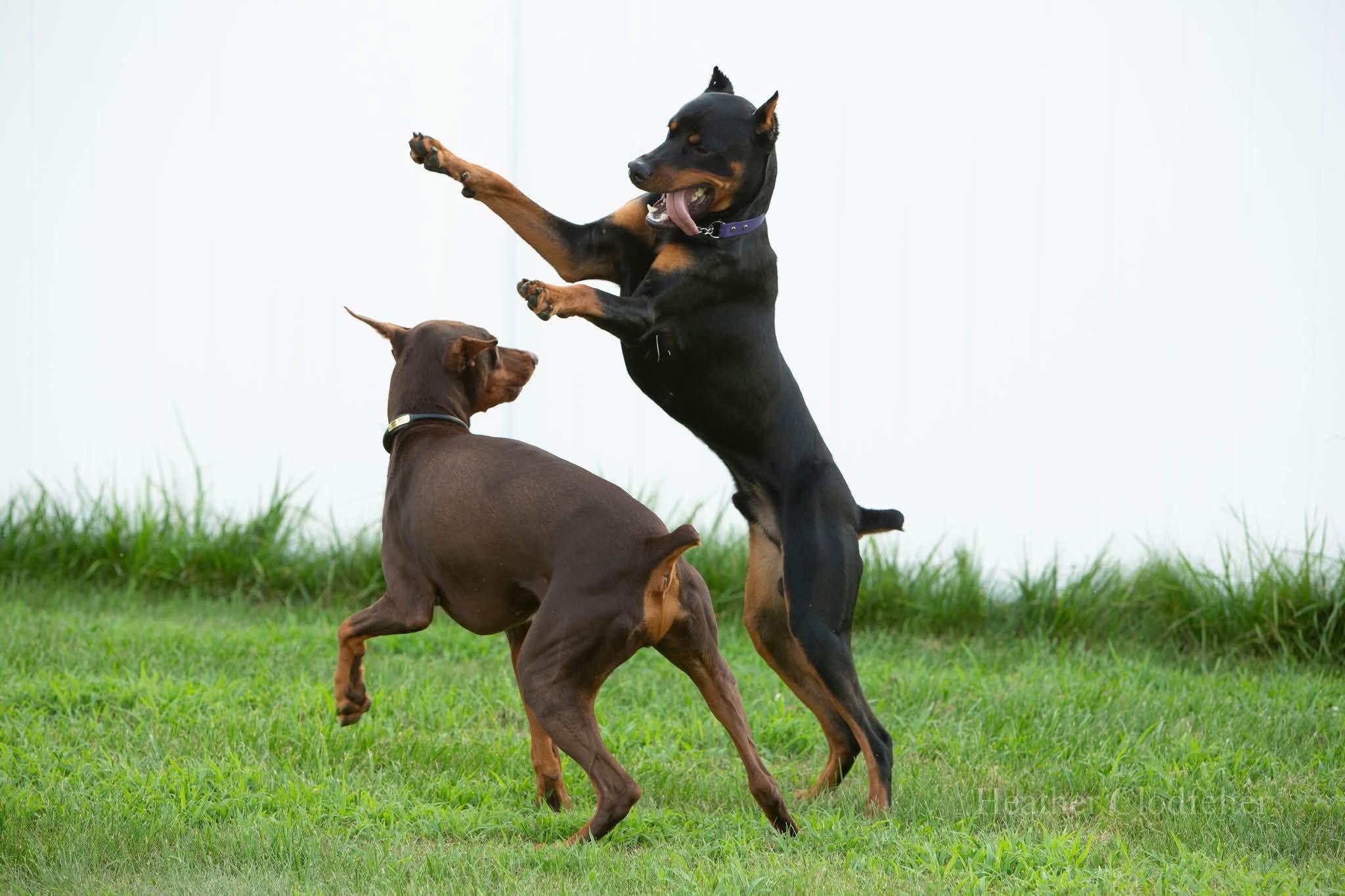 Enlarge Guinness, a ADOPTABLE Doberman Pinscher in Louisville, KY image 4/5