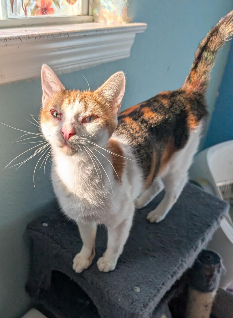 Purrsnickitty, Adoptable, Young Female Domestic Short Hair.