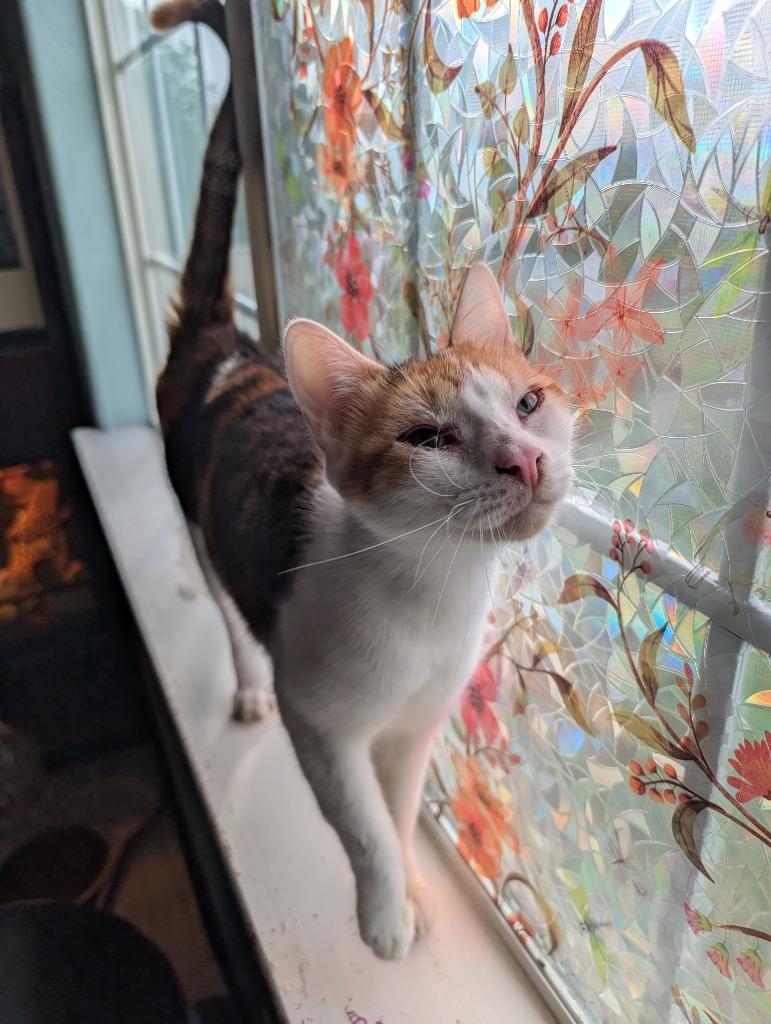 Enlarge Purrsnickitty, a Adoptable Domestic Short Hair in San Antonio, TX image 2/4