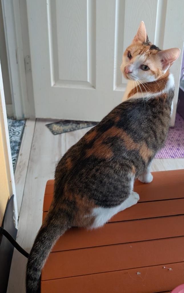 Enlarge Purrsnickitty, a Adoptable Domestic Short Hair in San Antonio, TX image 3/4