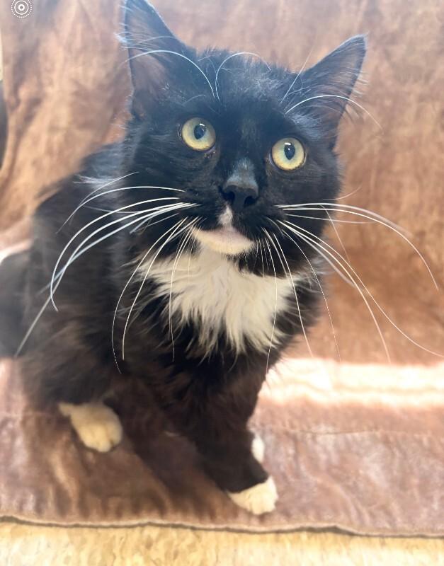 Dorian, Adoptable, Adult Male Domestic Medium Hair.