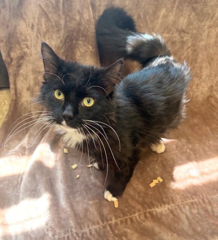 Dorian, a Adoptable Domestic Medium Hair in Warren, PA image 2/2
