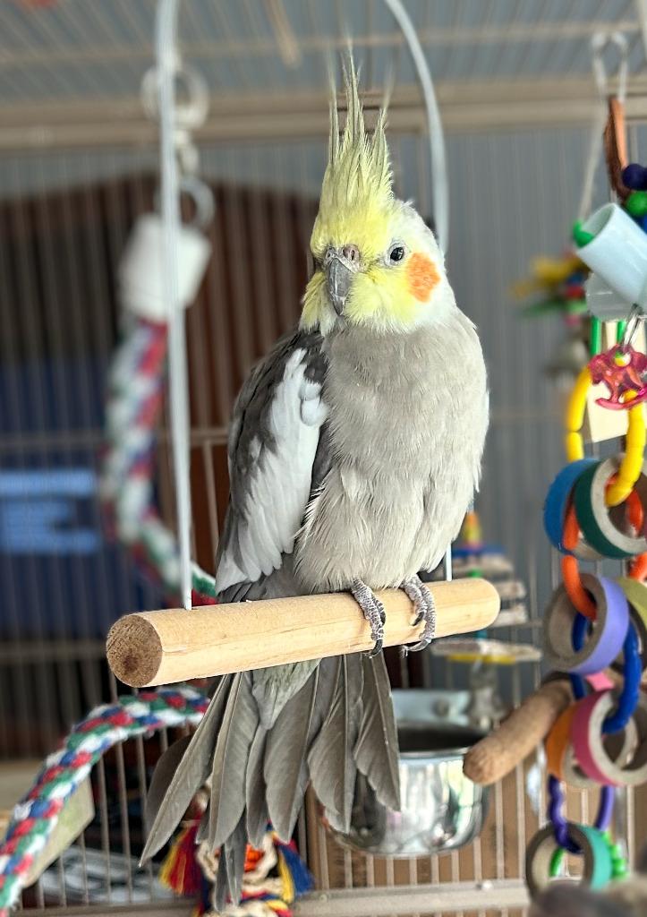 Ringo, a Adoptable Cockatiel in Ballwin, MO image 4/6