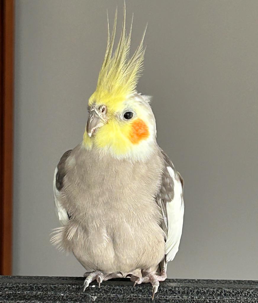 Ringo, a Adoptable Cockatiel in Ballwin, MO image 6/6
