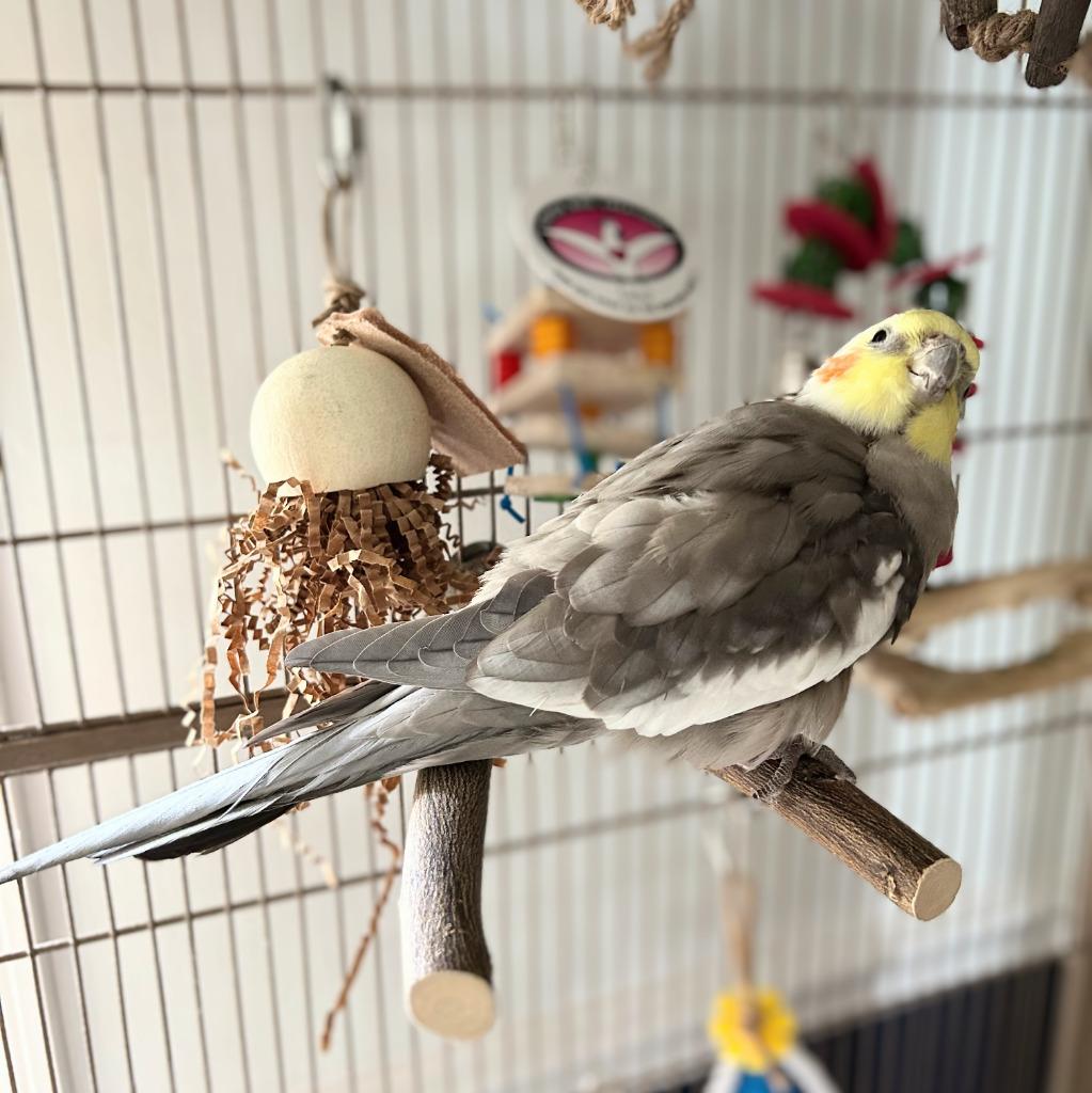 Ringo, a Adoptable Cockatiel in Ballwin, MO image 6/6