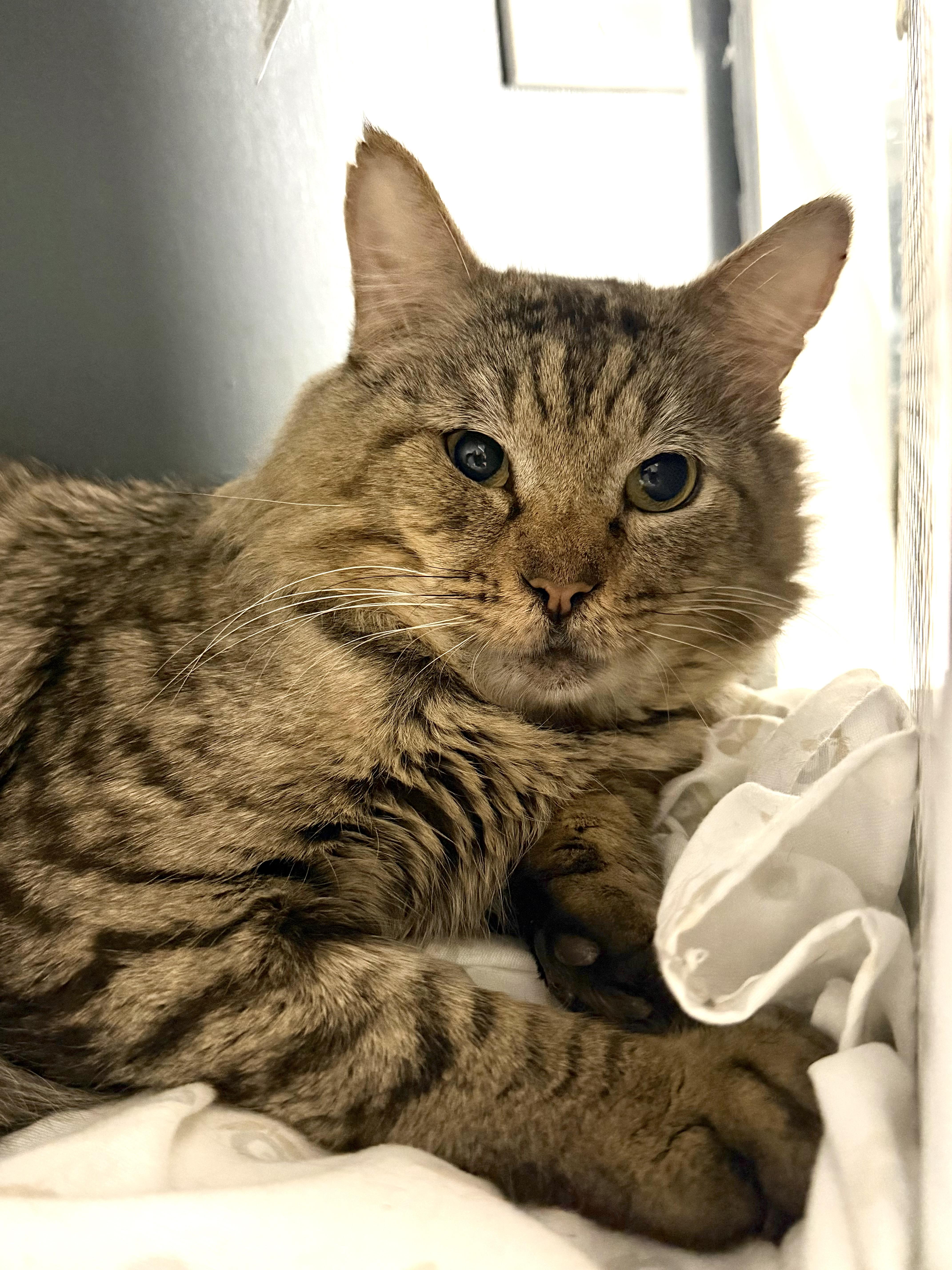 Enlarge Sampson, a Adoptable Domestic Medium Hair in Pottsville, PA image 2/3