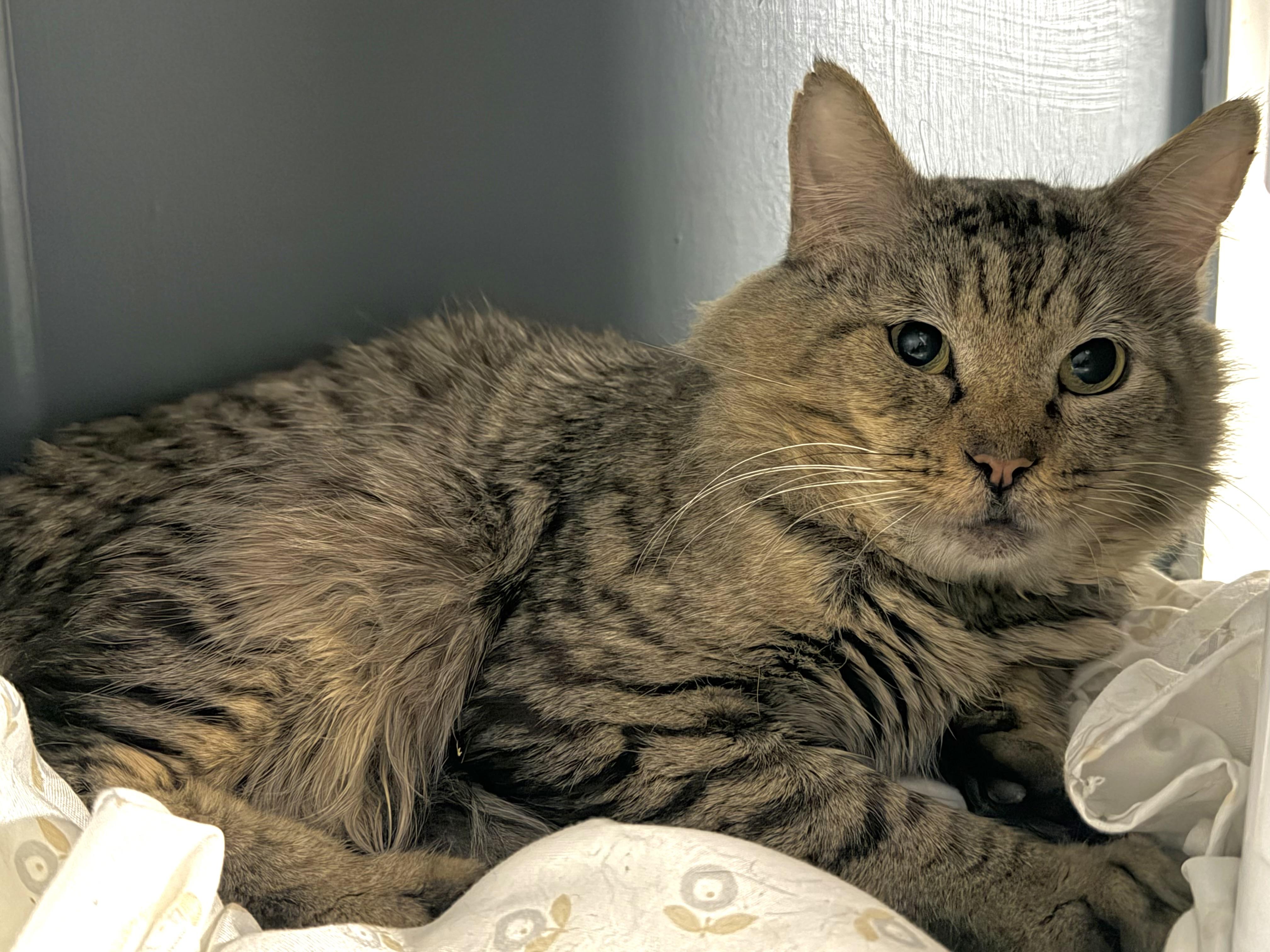 Sampson, Adoptable, Adult Male Domestic Medium Hair.