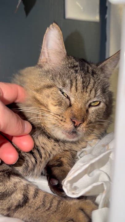 Enlarge Sampson, a Adoptable Domestic Medium Hair in Pottsville, PA video 3/3