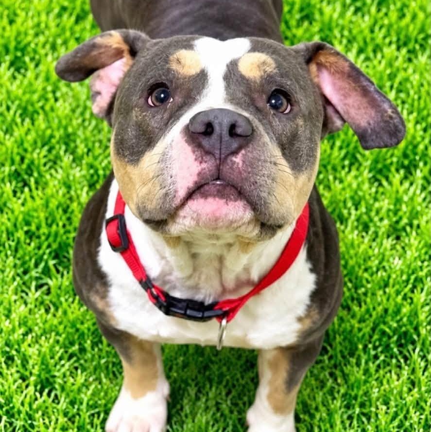 Enlarge Harper, a Adoptable mixed breed in Battle Creek, MI image 1/1