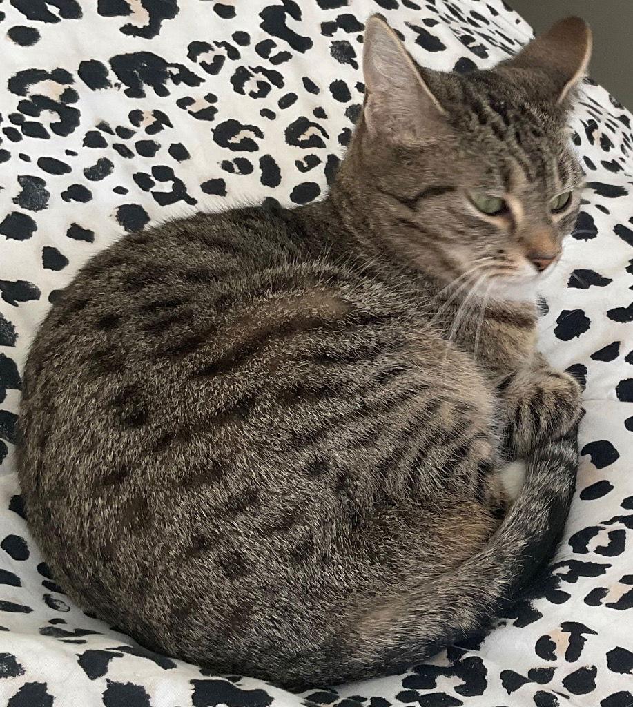 Enlarge Ivy, a Adoptable Domestic Short Hair in Lovingston, VA image 1/3