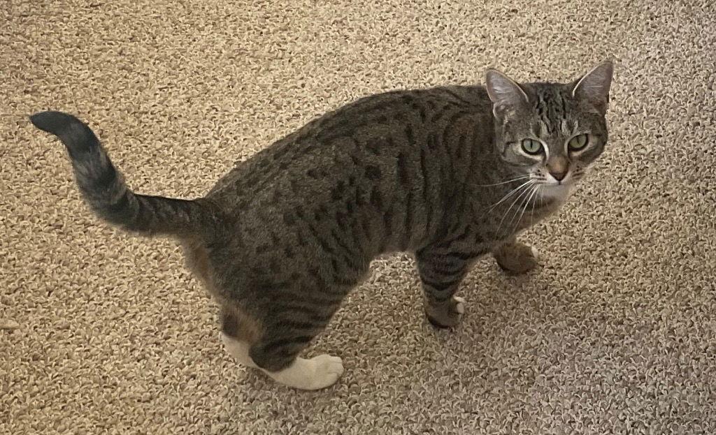 Enlarge Ivy, a Adoptable Domestic Short Hair in Lovingston, VA image 2/3