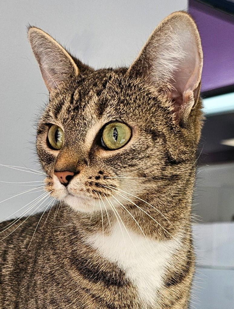Ivy, Adoptable, Adult Female Domestic Short Hair.