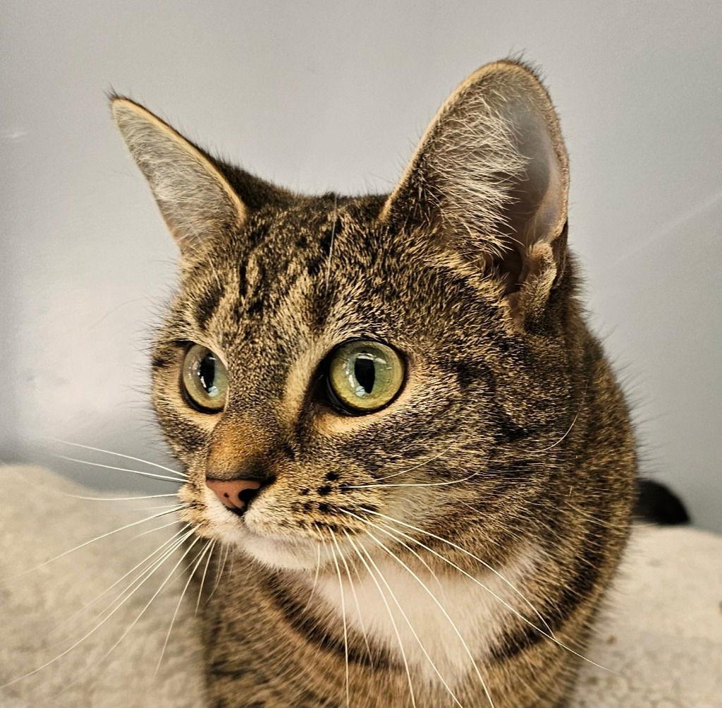 Enlarge Ivy, a Adoptable Domestic Short Hair in Lovingston, VA image 2/3