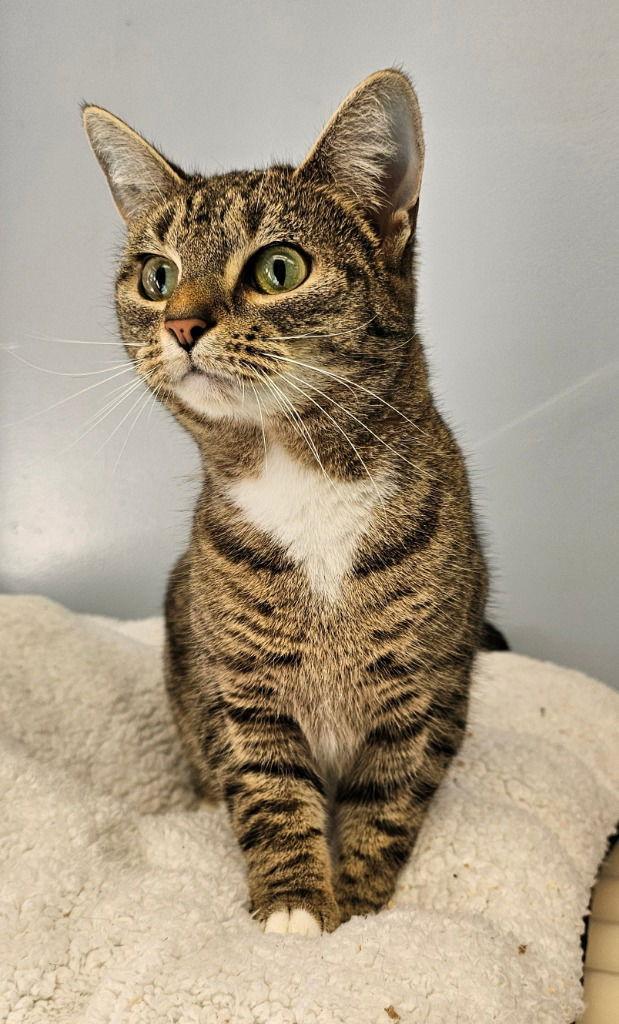 Enlarge Ivy, a Adoptable Domestic Short Hair in Lovingston, VA image 3/3