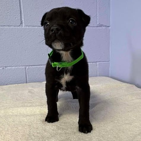 Milo, a ADOPTABLE mixed breed in Bardstown, KY image 5/5