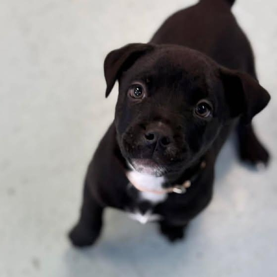 Milo, a ADOPTABLE mixed breed in Bardstown, KY image 1/5