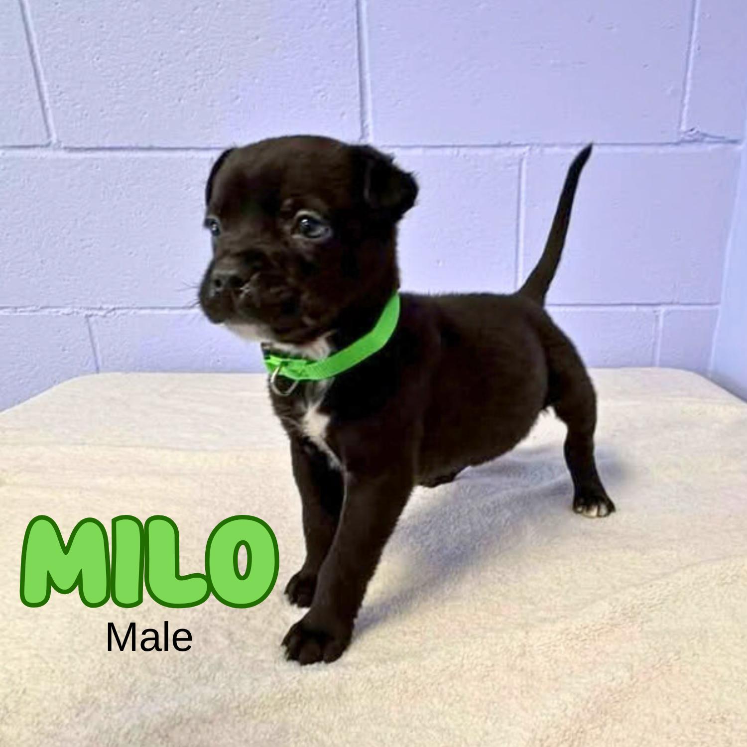 Milo, a ADOPTABLE mixed breed in Bardstown, KY image 3/5