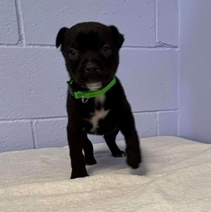 Milo, a ADOPTABLE mixed breed in Bardstown, KY image 4/5