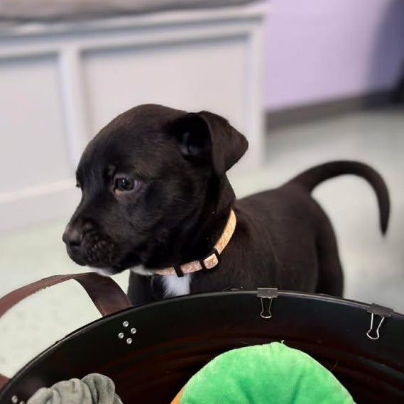 Milo, a ADOPTABLE mixed breed in Bardstown, KY image 2/5