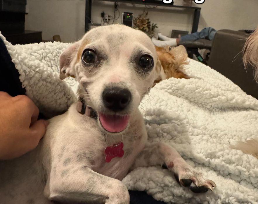 Allie aka Mamas, Adoptable, Young Female Chihuahua & Pomeranian.