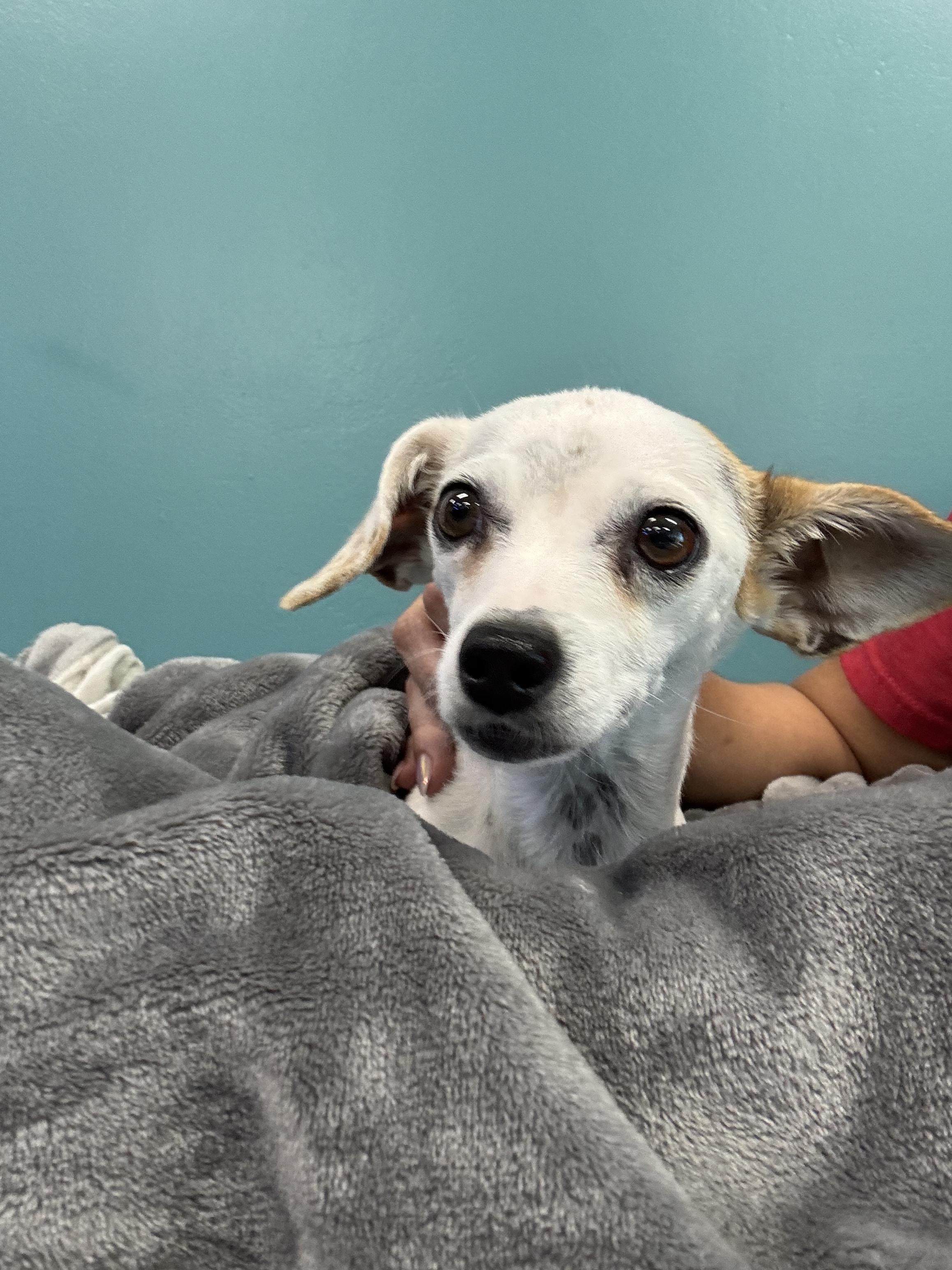 Allie aka Mamas, a Adoptable mixed breed in Bakersfield, CA image 2/3