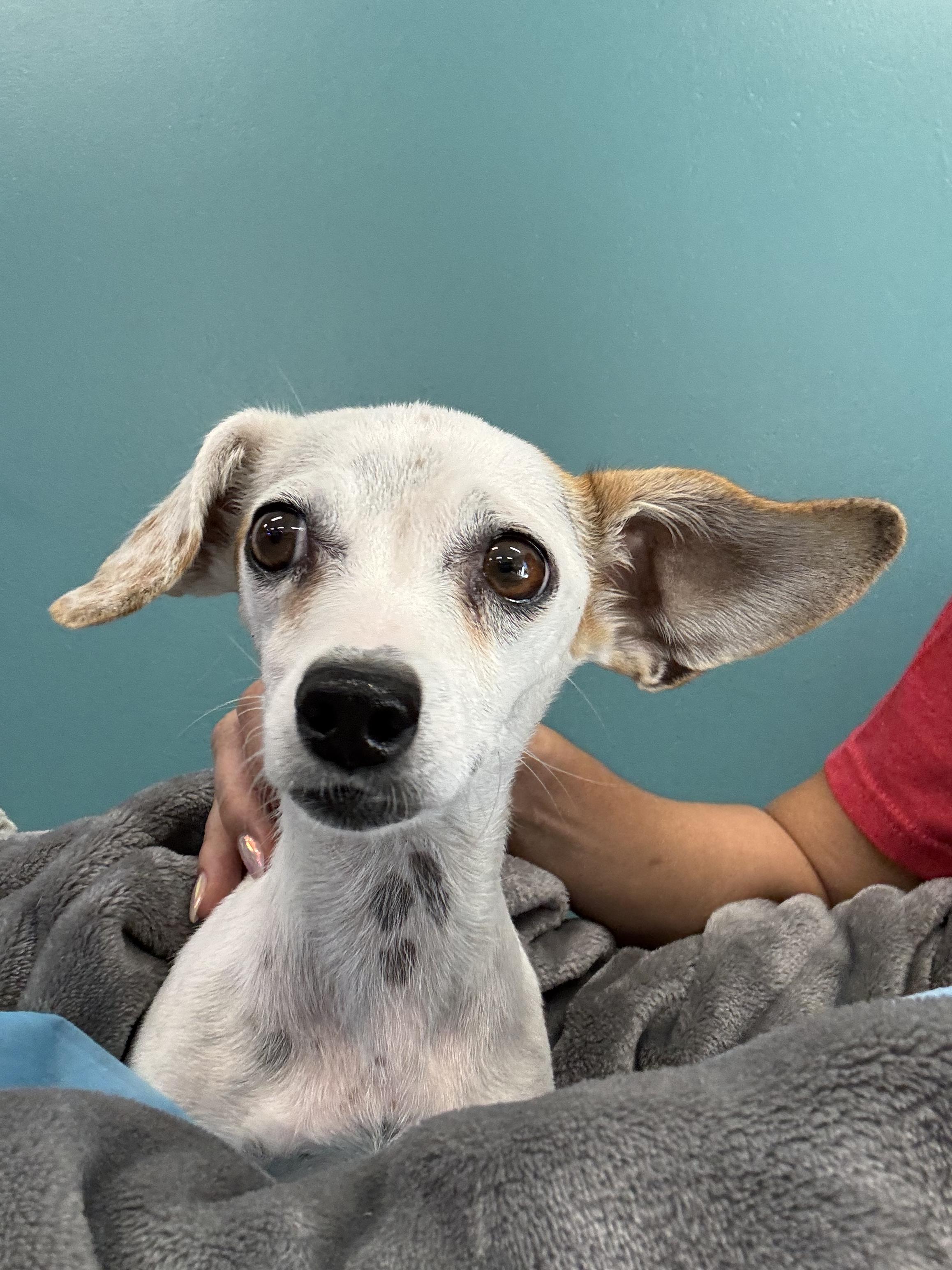 Allie aka Mamas, a Adoptable mixed breed in Bakersfield, CA image 3/3