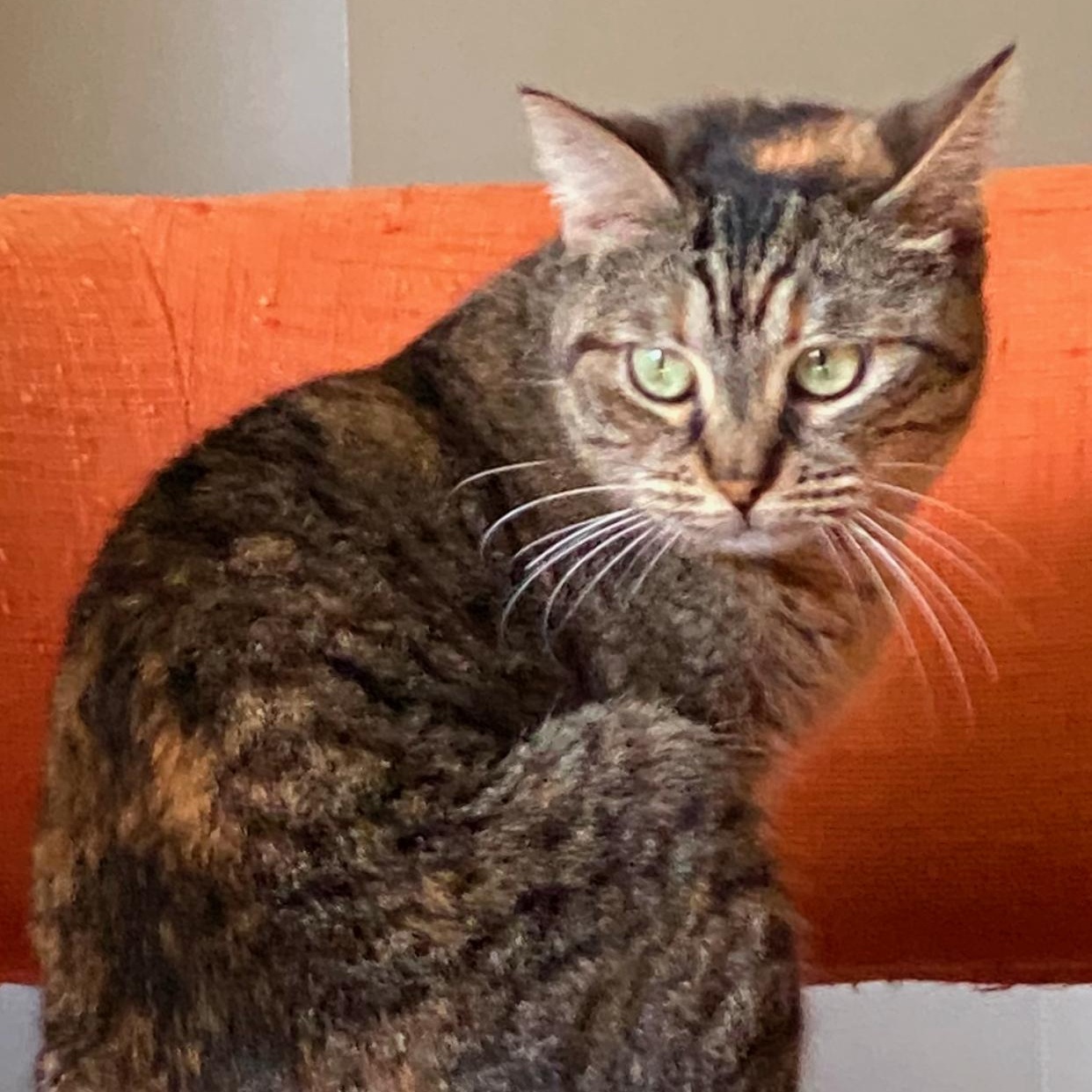 Enlarge Clara Louise, a Adoptable Domestic Short Hair in Boston, MA image 2/5