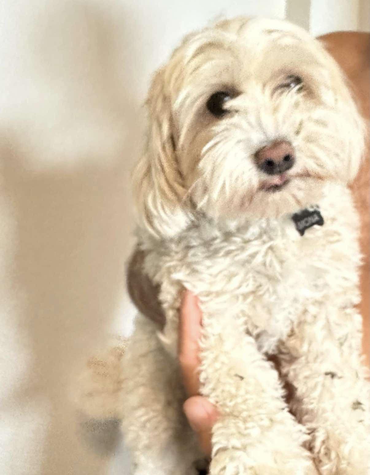 Moana, adopted, Young Female Maltipoo.