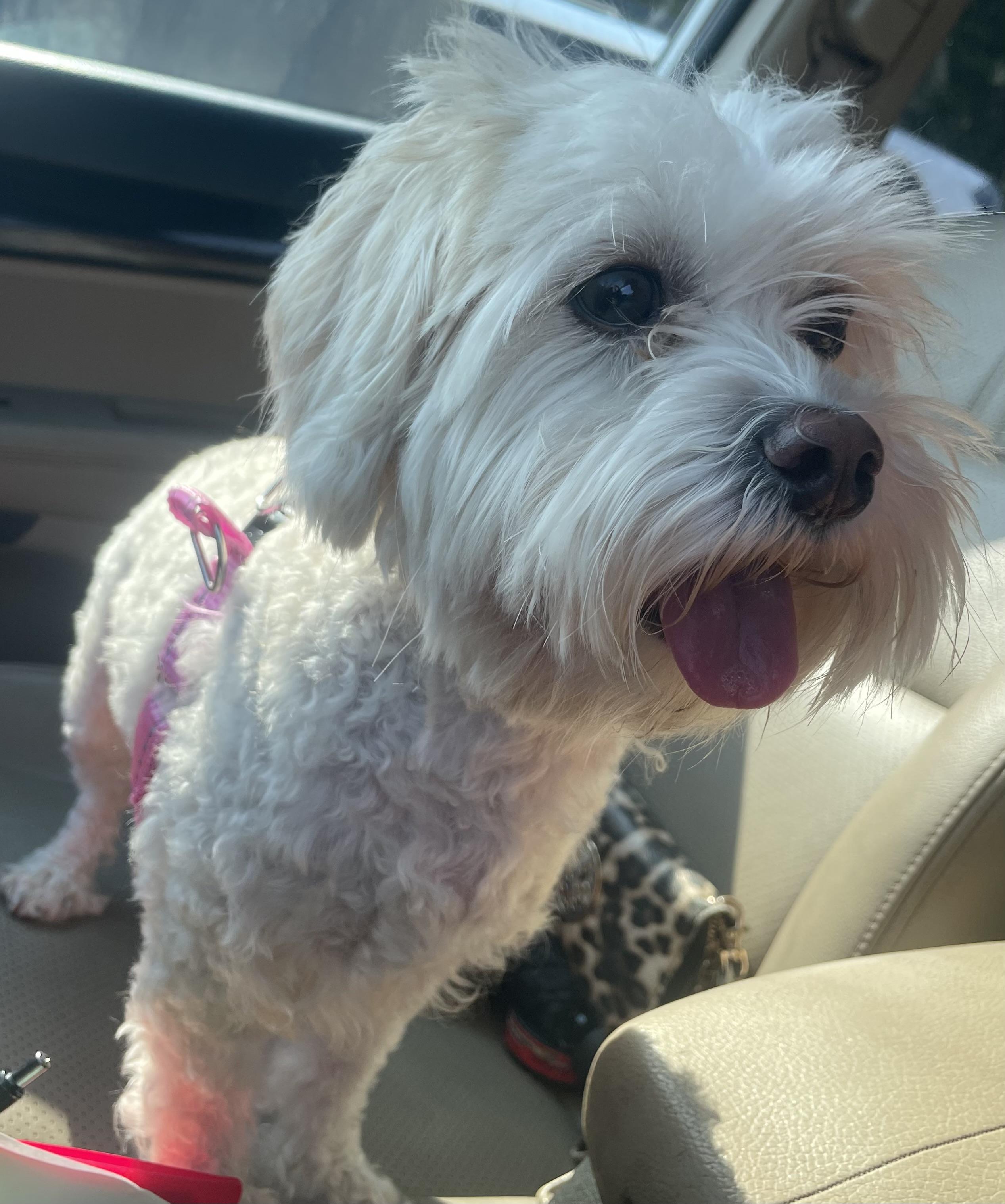 Enlarge Moana, an adopted Maltipoo in Ocala, FL image 2/2
