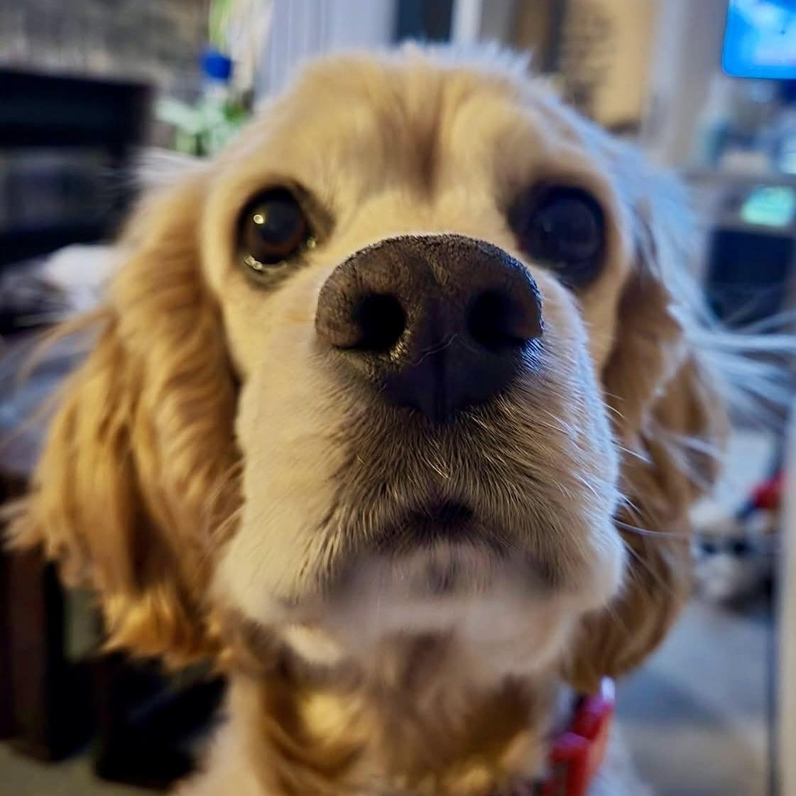 Enlarge Manny in Colorado , an adopted English Cocker Spaniel in Boulder, CO image 1/6