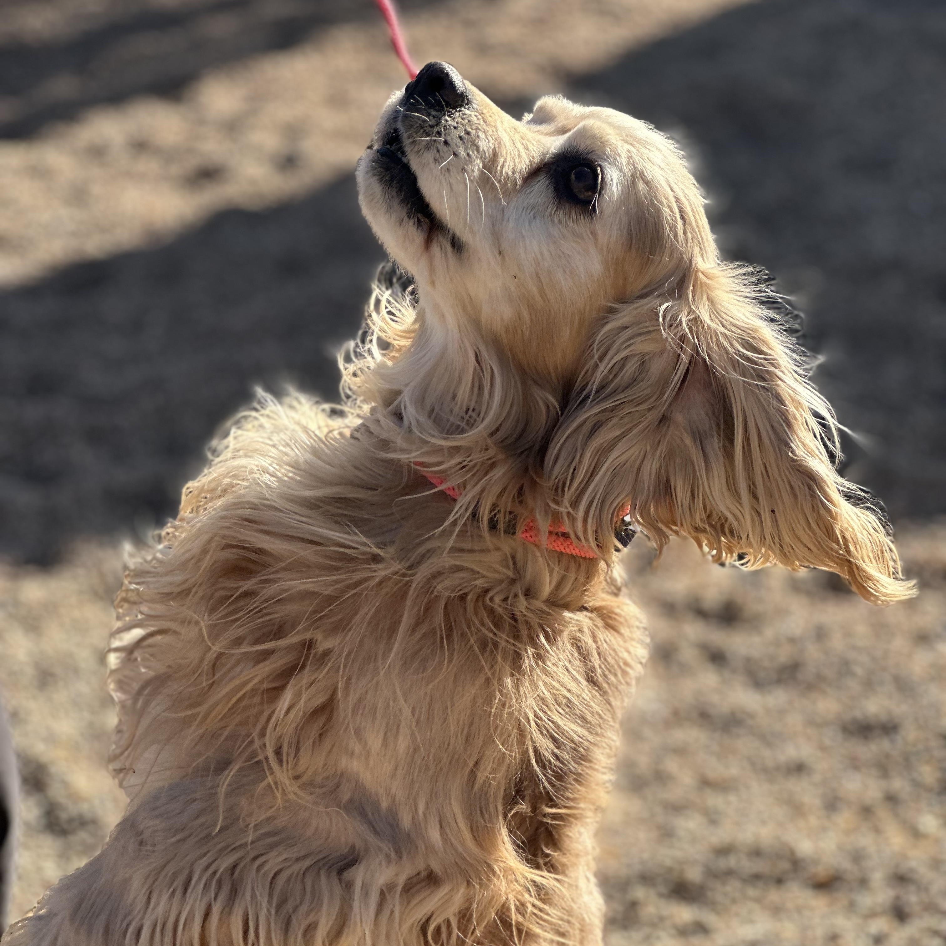 Enlarge Manny in Colorado , an adopted English Cocker Spaniel in Boulder, CO image 3/6