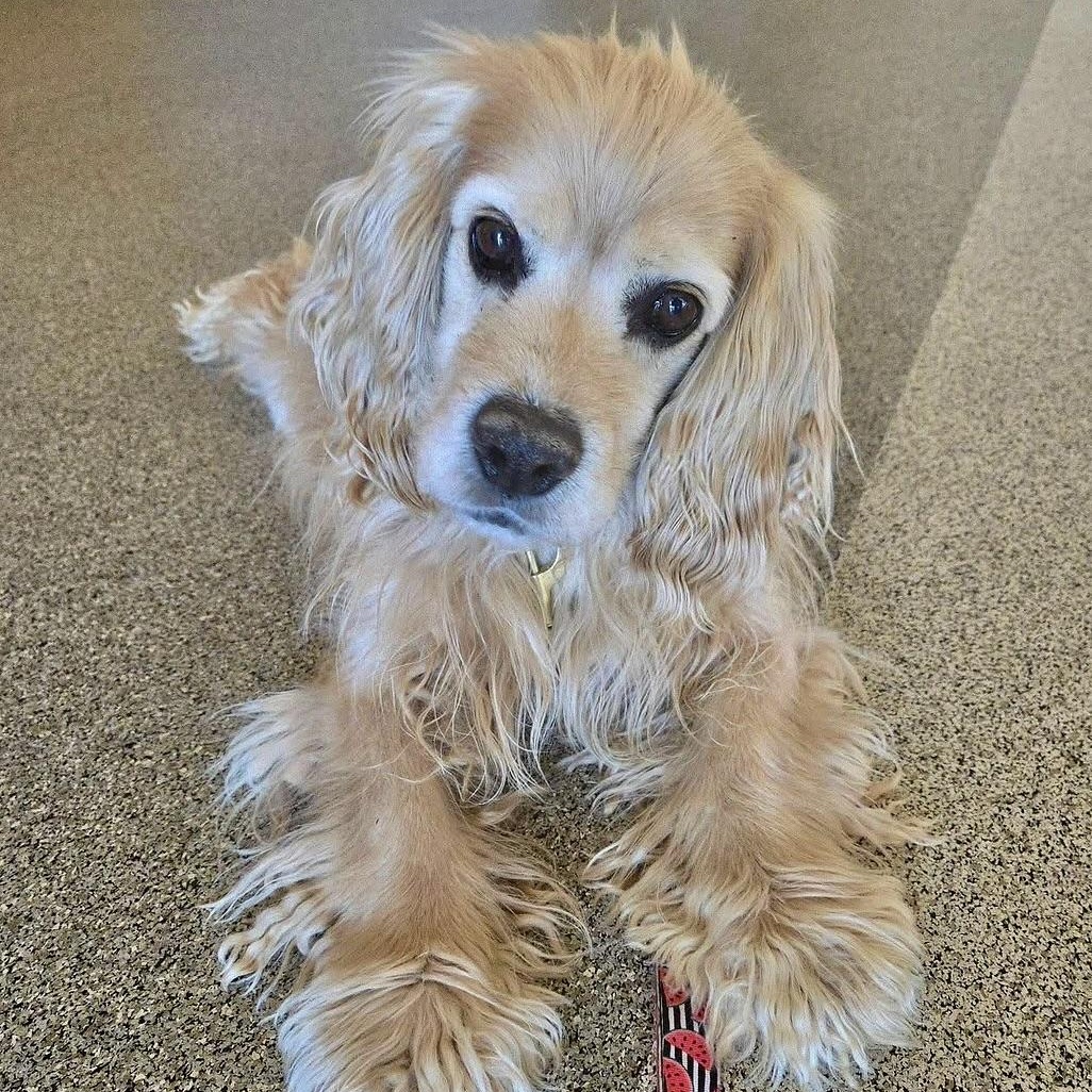 Enlarge Manny in Colorado , an adopted English Cocker Spaniel in Boulder, CO image 5/6