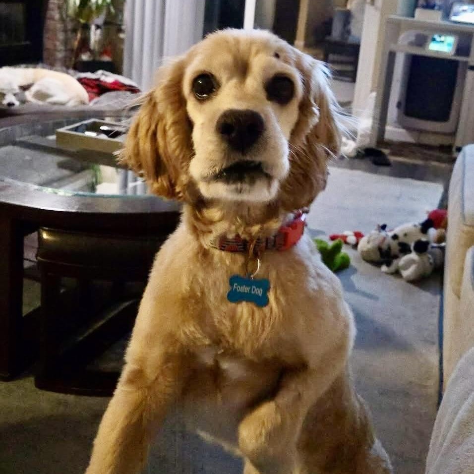 Enlarge Manny in Colorado , an adopted English Cocker Spaniel in Boulder, CO image 4/6