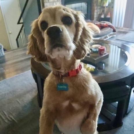 Enlarge Manny in Colorado , an adopted English Cocker Spaniel in Boulder, CO image 6/6