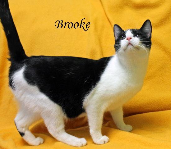 Enlarge Brooke, a Adoptable Domestic Short Hair in Jackson, MS image 1/4