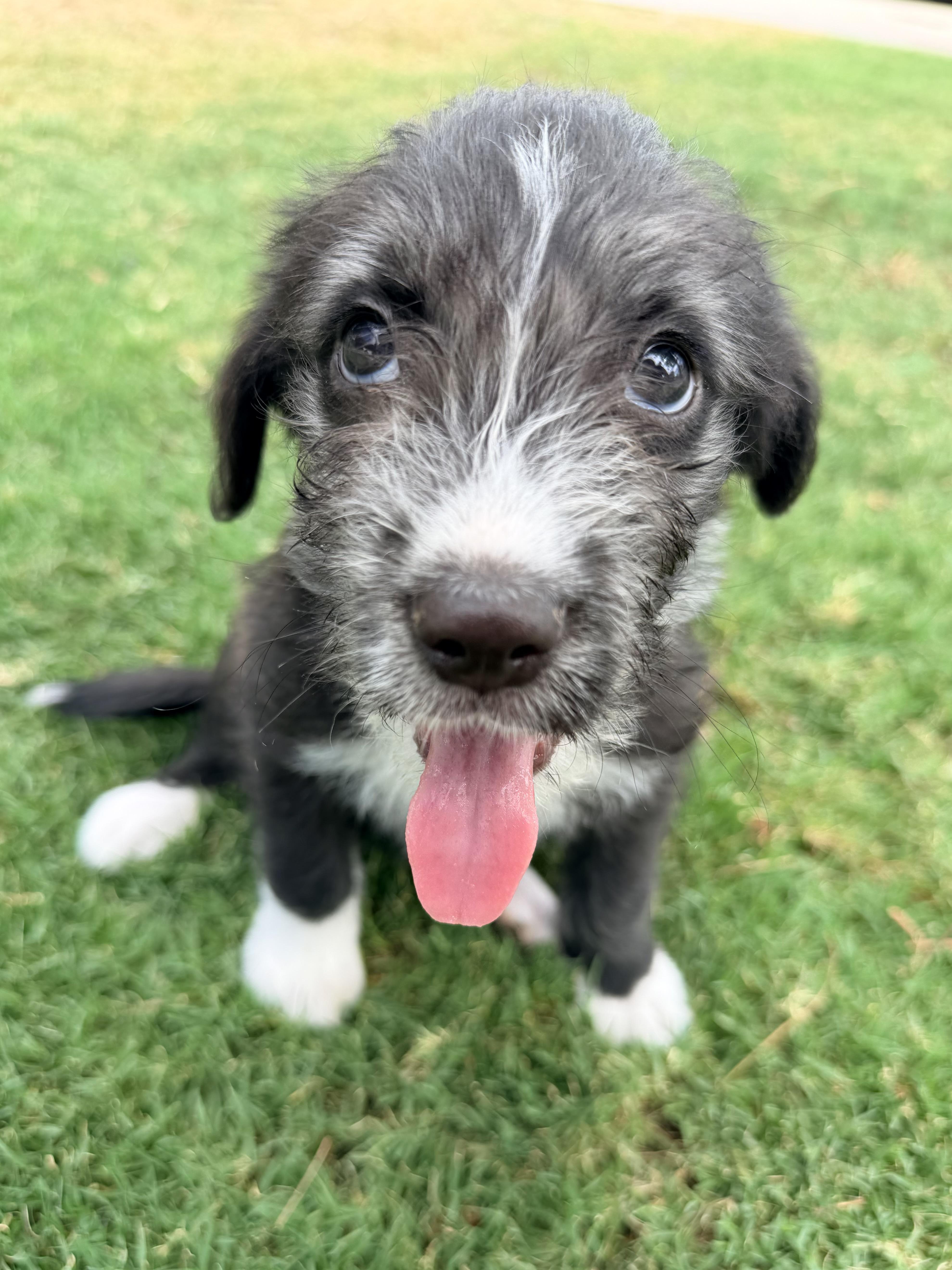 Mercury, a ADOPTABLE mixed breed in Gilbert, AZ image 5/6